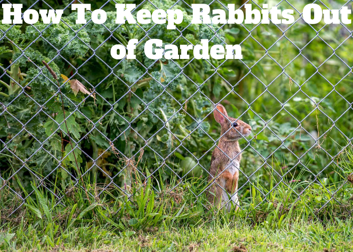 How to keep rabbits out of garden