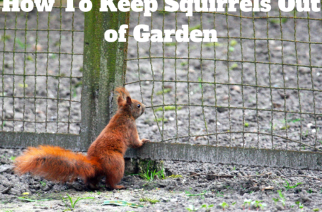 How To Keep Squirrels Out of Garden
