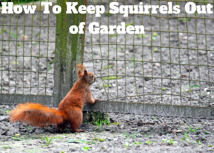 How to keep squirrels out of garden