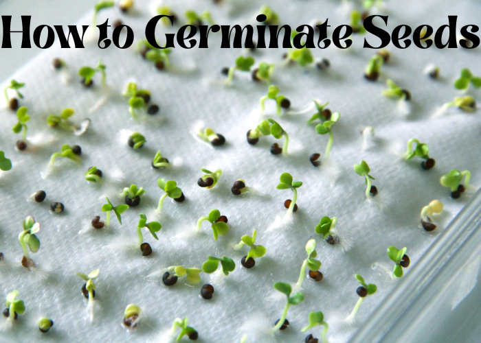 How to germinate seeds