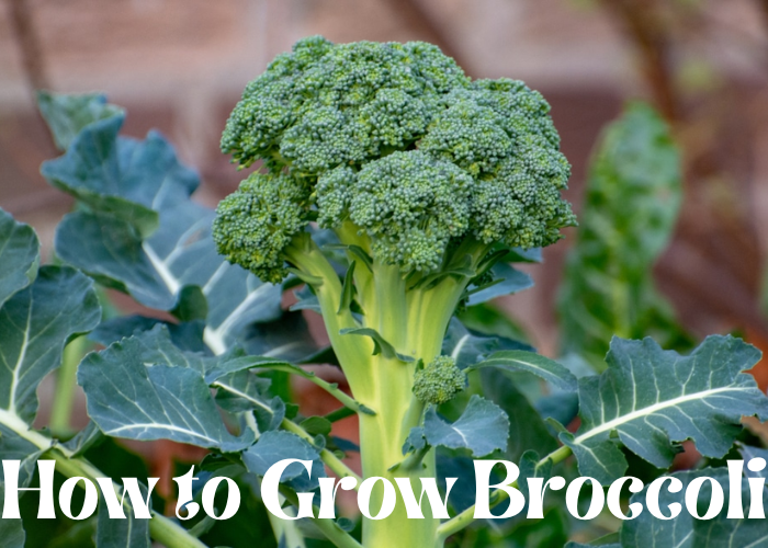 How to grow broccoli