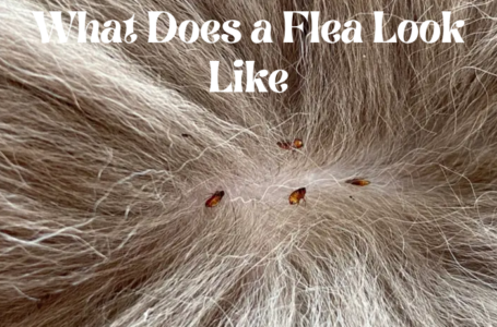 What Does a Flea Look Like