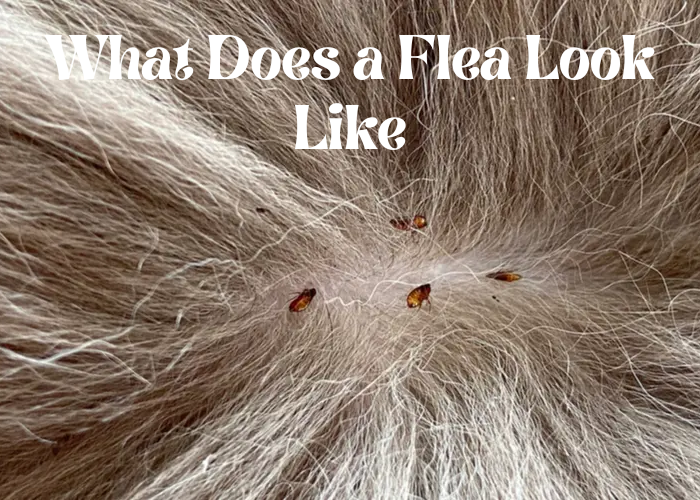 What Does a Flea Look Like Demon Slayer Movie