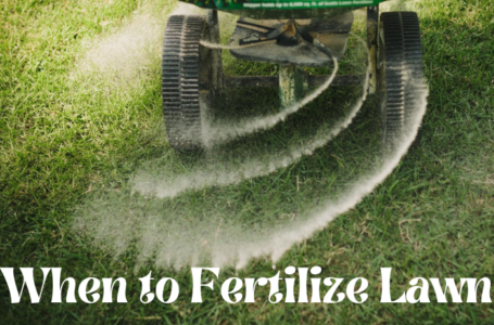 When to Fertilize Lawn