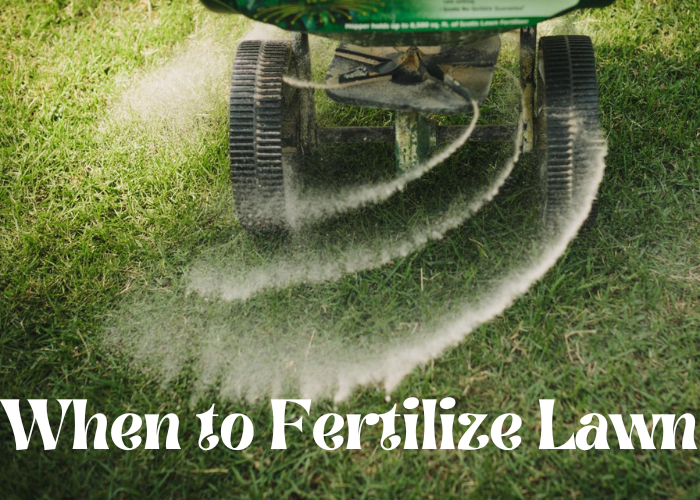 When to Fertilize Lawn