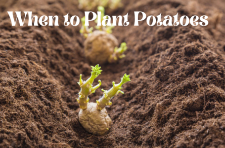 When to Plant Potatoes