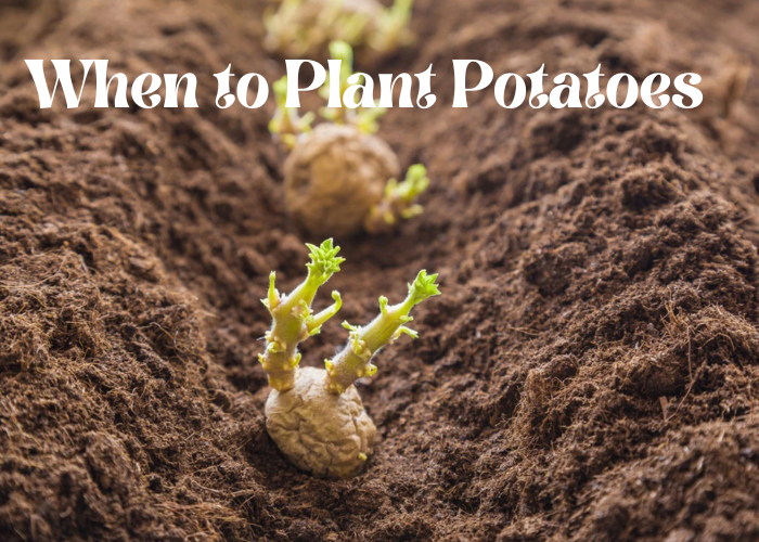When to plant potatoes