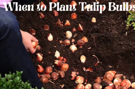 When to Plant Tulip Bulbs