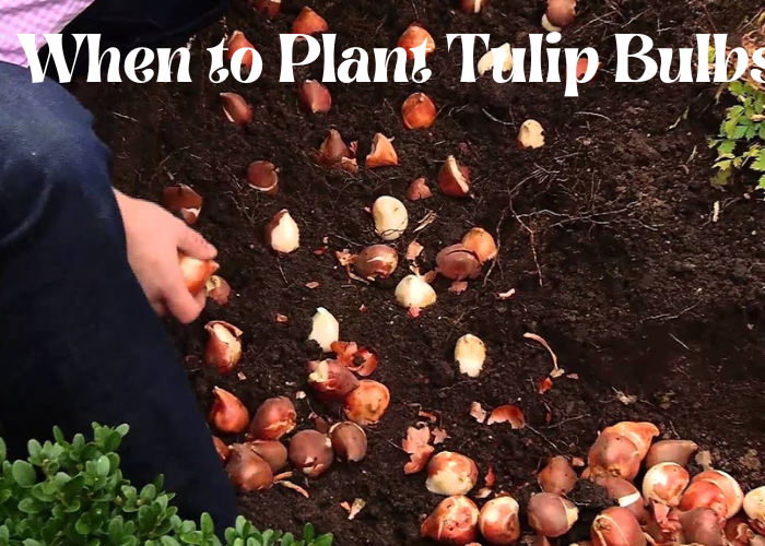 When to plant tulip bulbs