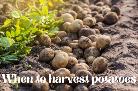 When to Harvest Potatoes