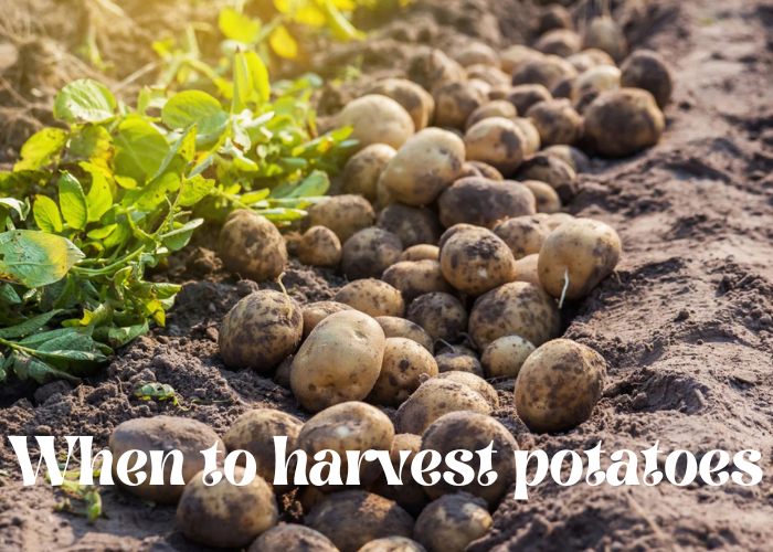 When to harvest potatoes