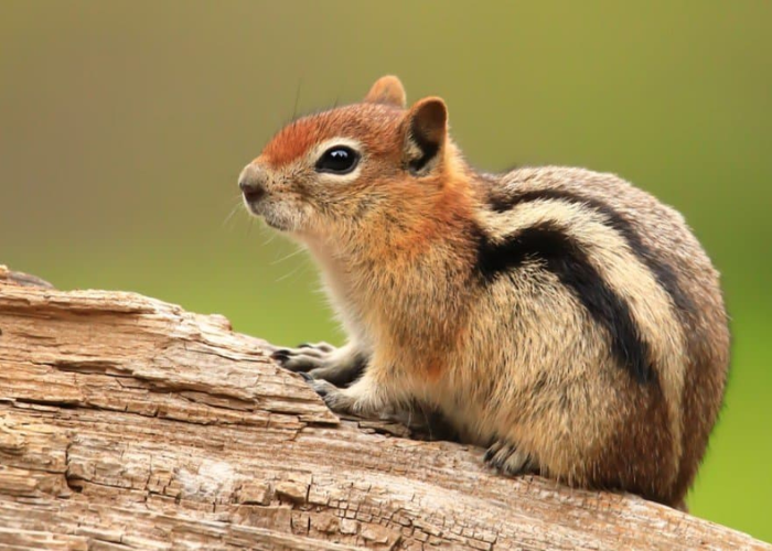 Does Chipmunks Climb Trees